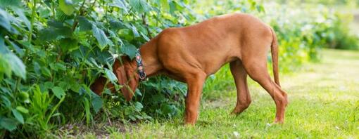 Comment enlever une tique sur votre chien?