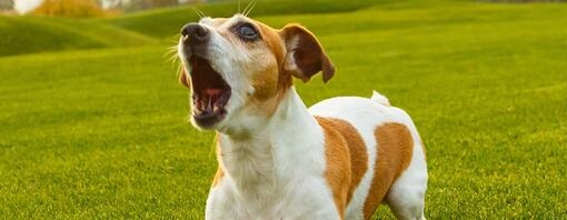 jack russel blaft in veld