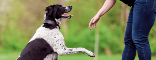 baasje vraagt pootje aan hond 