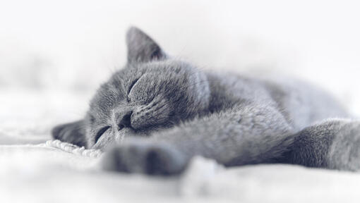 14 leuke weetjes over katten