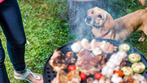 Chien regardant son maître devant le barbecue