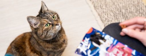 Le chat regardait la friandise pour chat Felix dans la main de la personne