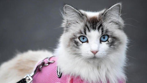Chat ragdoll avec harnais rose