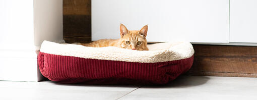 Kat ligt in bed