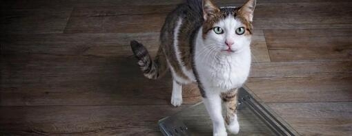 Magere kat