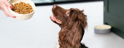 chien regarde maitre