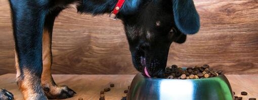 Un chiot mangeant dans un bol de nourriture