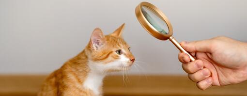 Personne tenant une loupe pour examiner un chat - Image principale