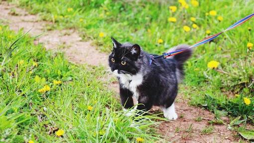 Chat noir et blanc enquêtant à l'extérieur