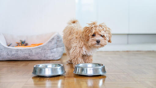 how_much_to_feed_a_puppy_1