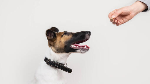 hond kijkt naar snoepje