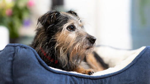Chien dans un panier bleu