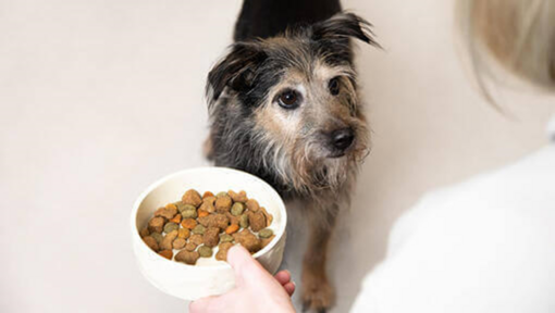 Chien recevant à manger