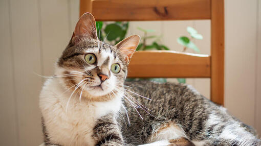 De 90 beste Japanse kattennamen