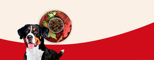 Purina One Dog
