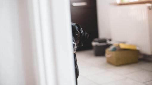 hond verstopt zich achter muur
