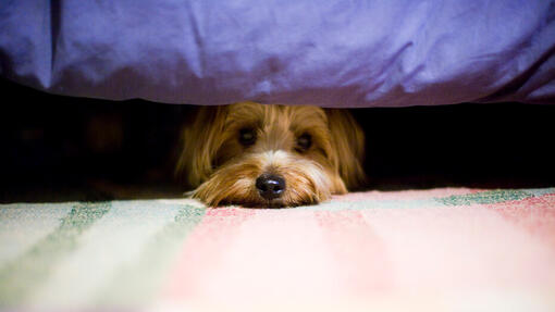 hond schuilt onder bed