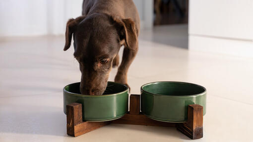 Ontdek de beste droge hondenvoeding van Purina