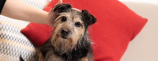 Chien sur un cousin rouge