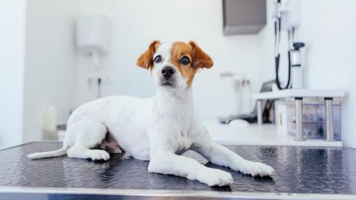 Chemische versus chirurgische castratie bij de hond