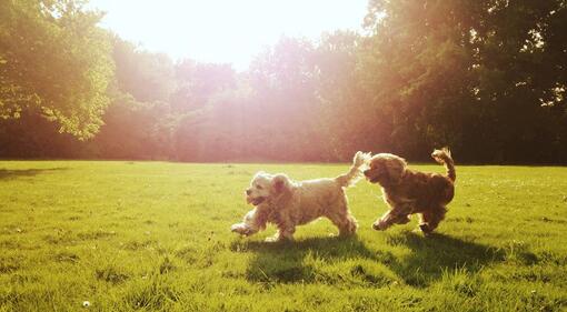 Chemische versus chirurgische castratie bij de hond