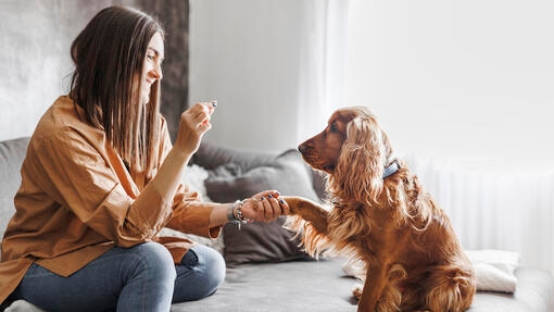 vrouw en hond aan het trainen