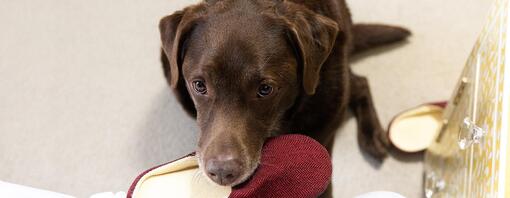 Labrador zat in een slaapkamer op een pantoffel te kauwen Stel je dit voor: je