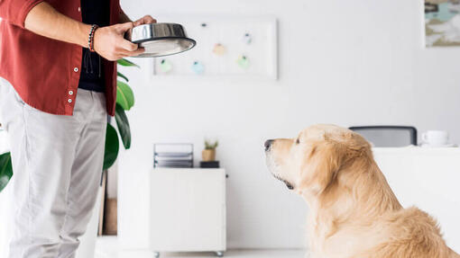 Welke groenten mogen honden eten?