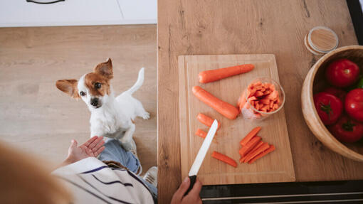 Welke groenten mogen honden eten?
