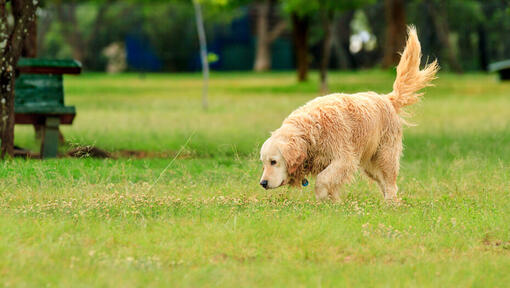 Golden retriever reniflant l'herbe