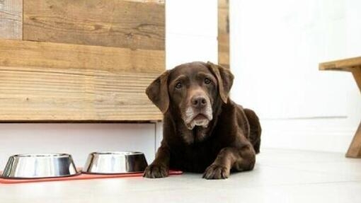 Praktische tips voor het voeden van je hond