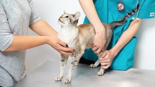 De juiste wormenkuur en ontwormingsmiddelen voor uw kat kiezen