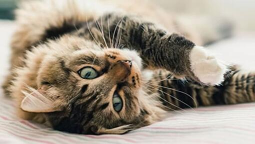 Les répulsifs pour les chats
