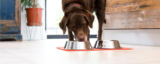 Het belang van vezels in het dieet van uw hond