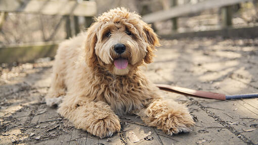 Goldendoodle liggend op de grond kijkend naar de camera