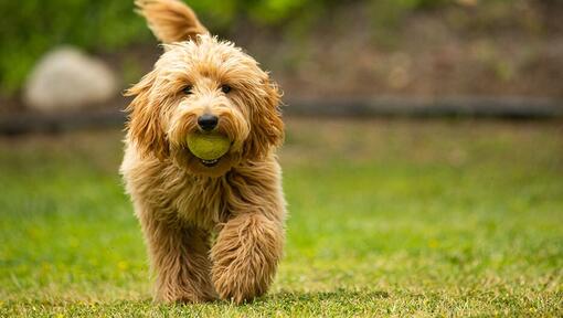 Goldendoodle op gras kijkend naar camera met bal in mond
