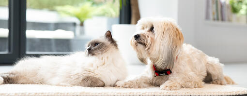 Witte kat en pluizige hond zitten op de vloer.