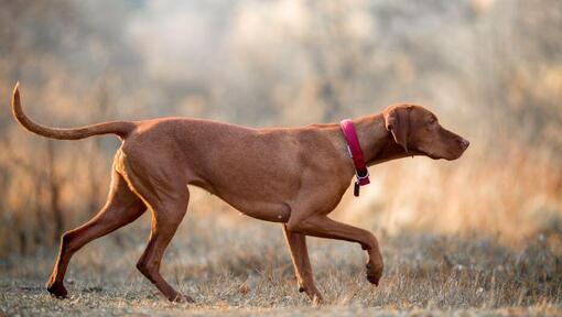Brown Vizsla walking at field Langue  Français  Published Image  Alternative text