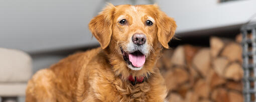 Insuffisance rénale chez les chiens