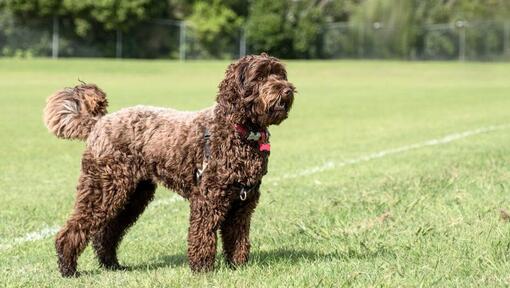 Labradoodle staat op gras en kijkt naar iets