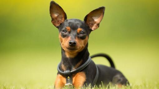 Miniature Pinscher 2
