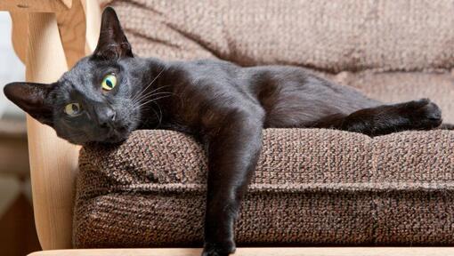 Chat oriental poil court est allongé sur le canapé
