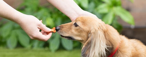 Teckel reniflant une friandise dans la main d'une personne