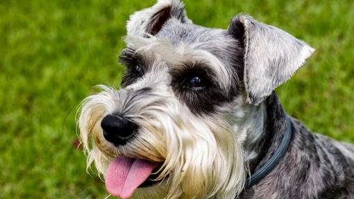 Schnauzer Standard sourit