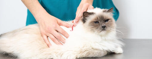 Chat allongé sur la table du vétérinaire en train d'être soigné