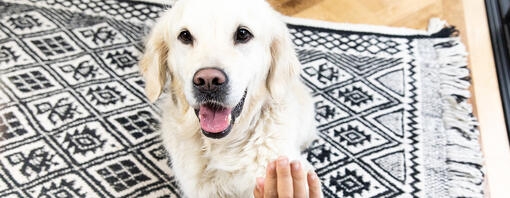 Golden Retriever geeft een poot aan een persoon