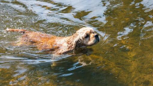 Hond in rivier