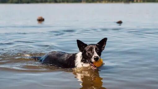 Hond in rivier met bal