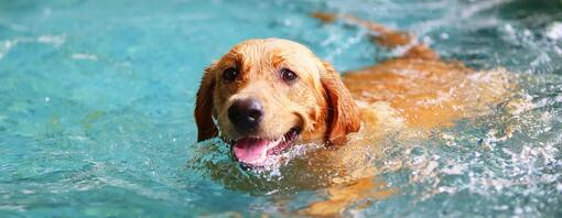 Hond in helder water