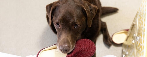 Un labrador assis dans une chambre, en train de mâchouiller une pantoufle.